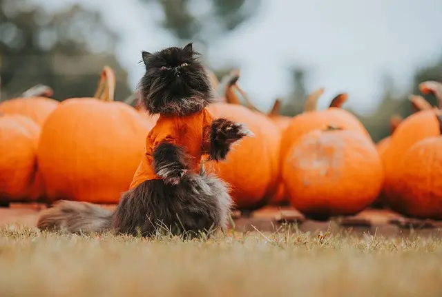 Origines et traditions d'Halloween à travers le monde