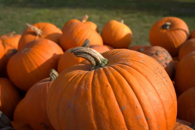 Comment créer des décorations d'Halloween uniques : Guide complet