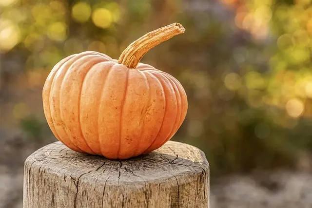 Comment organiser une fête d'Halloween inoubliable : nos conseils