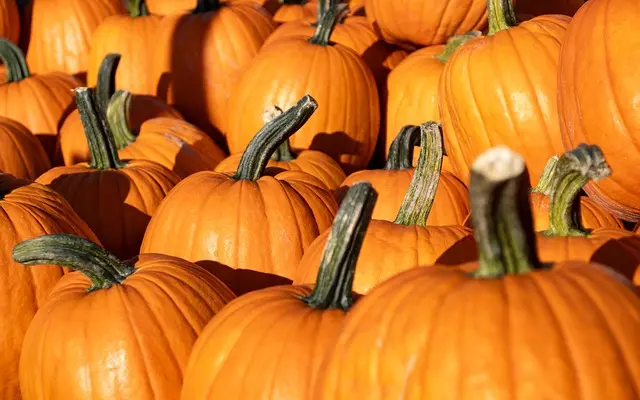 Comment organiser un concours de costumes Halloween mémorable